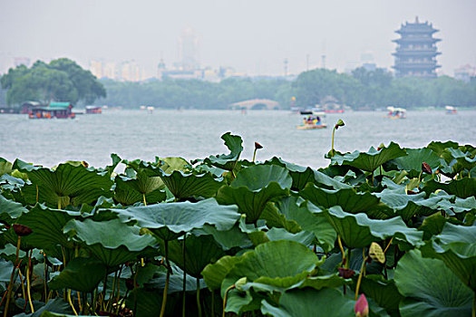 món ngon từ gà đá